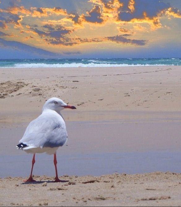 Seagull on Sand