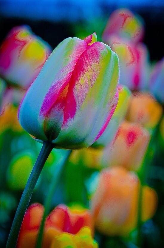 Tie Dyed Tulip